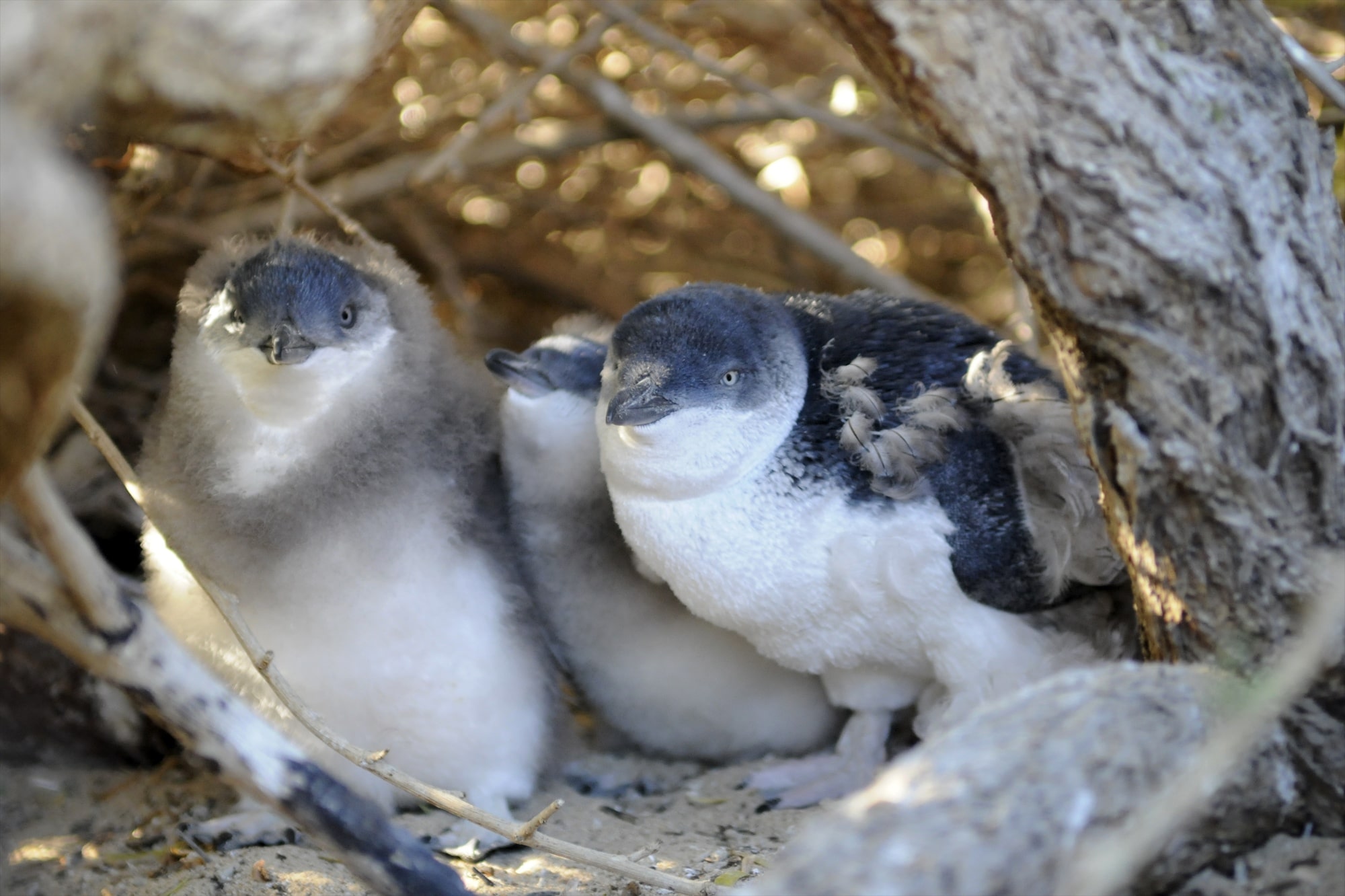 penguin island seal tours