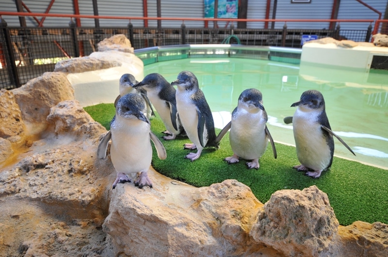 Penguin Island | Top Tourist Attractions In Perth