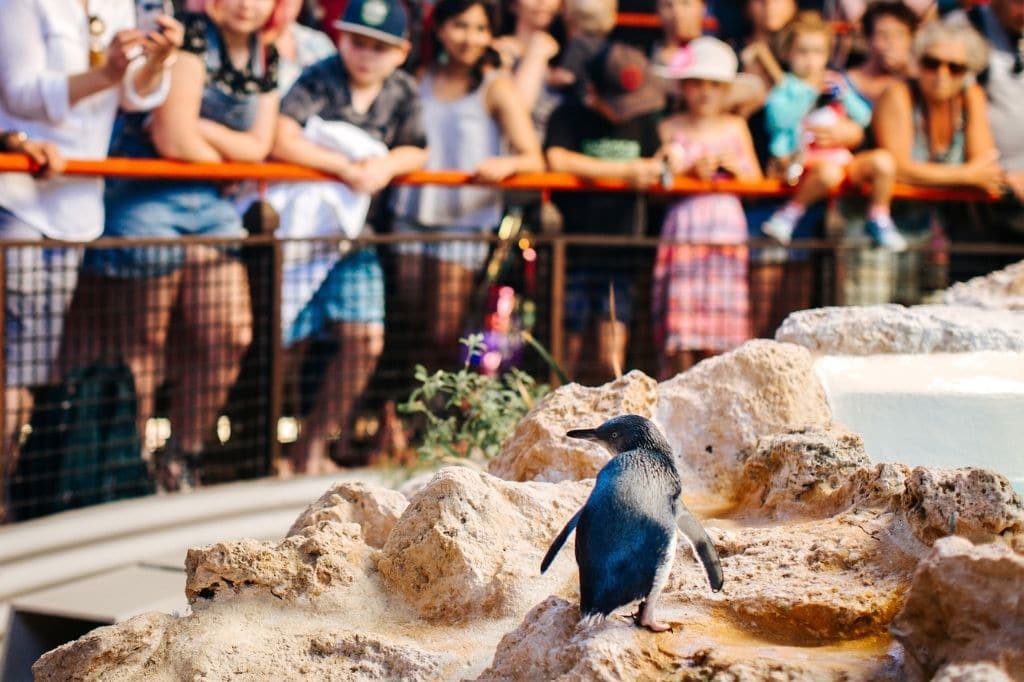 Meet the little penguins at Penguin Island in Rockingham