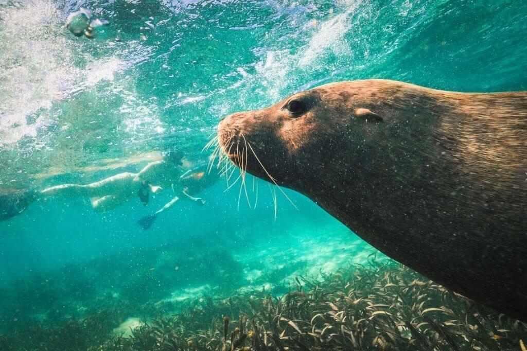 Snorkeling in Rockingham